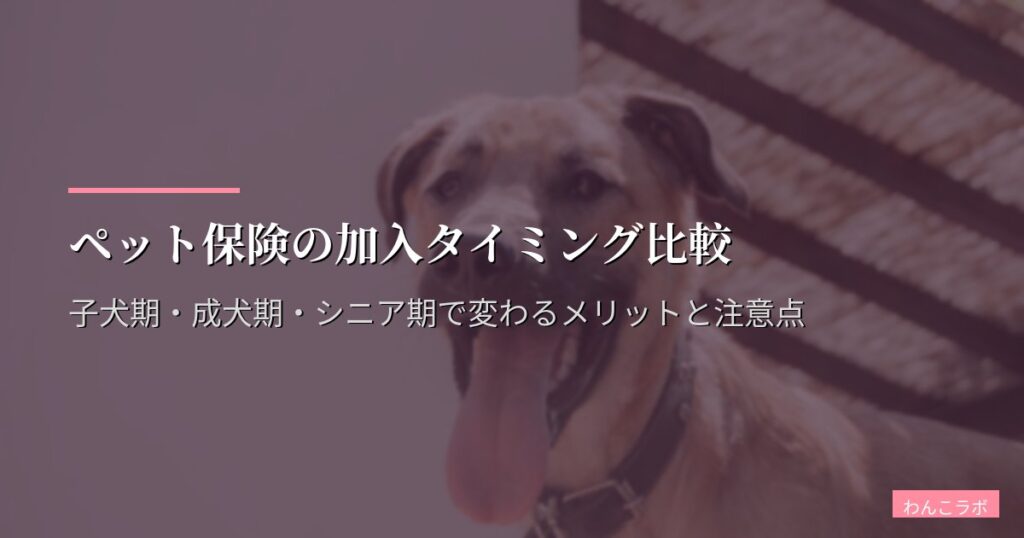ペット保険の加入タイミング比較｜子犬期・成犬期・シニア期で変わるメリットと注意点