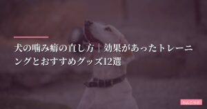 【3匹で検証】犬の噛み癖の直し方｜効果があったトレーニングとおすすめグッズ12選