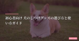 初心者向け 犬のしつけグッズの選び方と使い方ガイド【2026年版】