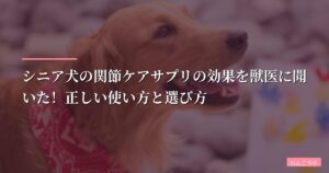 シニア犬の関節ケアサプリの効果を獣医に聞いた！正しい使い方と選び方【2026年版】