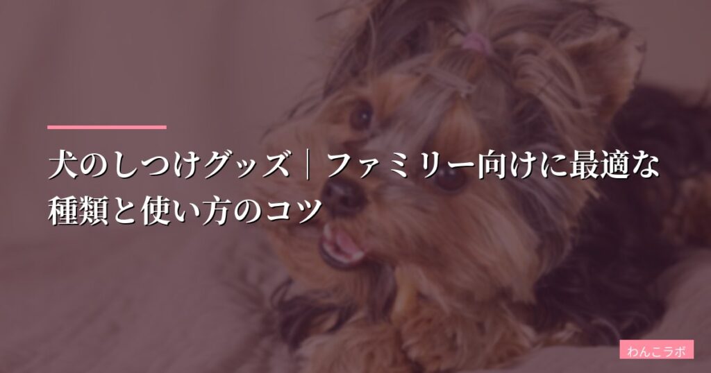 犬のしつけグッズ｜ファミリー向けに最適な種類と使い方のコツ【徹底比較2026】