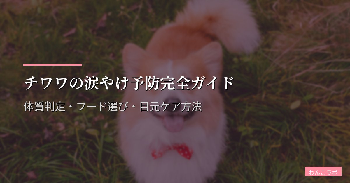 チワワの涙やけ予防完全ガイド|体質判定・フード選び・目元ケア方法
