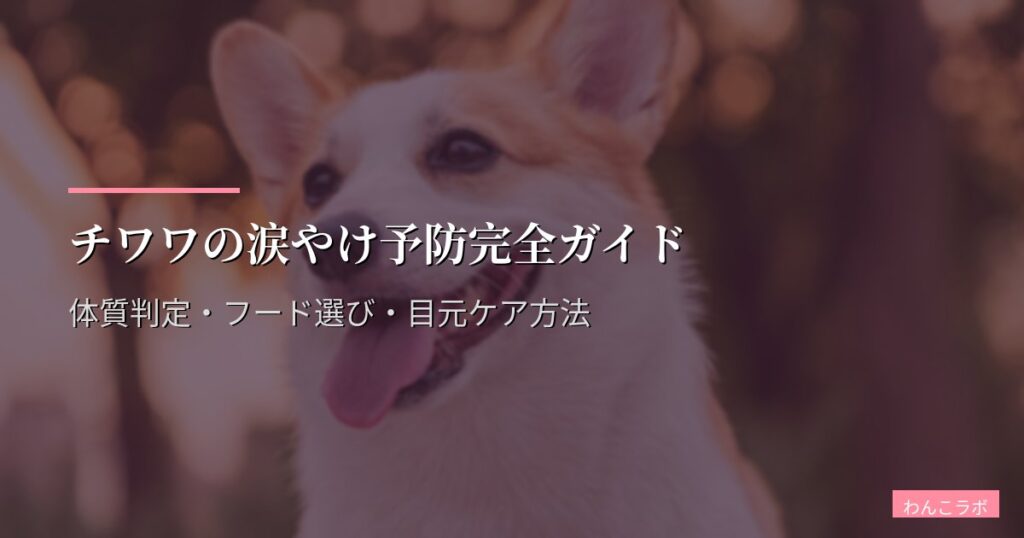 チワワの涙やけ予防完全ガイド｜体質判定・フード選び・目元ケア方法