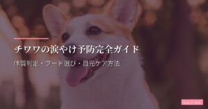 チワワの涙やけ予防完全ガイド｜体質判定・フード選び・目元ケア方法