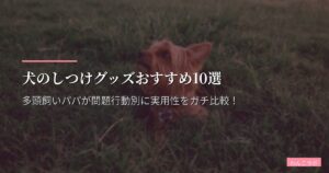 犬のしつけグッズおすすめ10選【2026年版】多頭飼いパパが問題行動別に実用性をガチ比較！