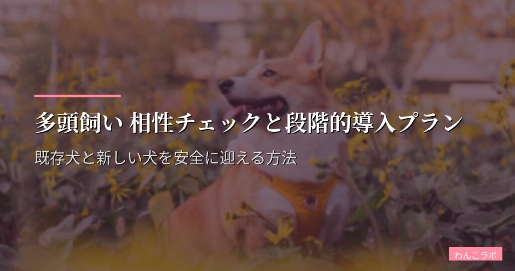 多頭飼い 相性チェックと段階的導入プラン｜既存犬と新しい犬を安全に迎える方法