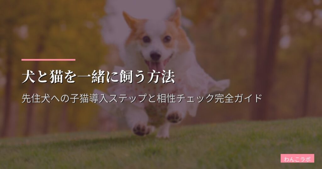 犬と猫を一緒に飼う方法｜先住犬への子猫導入ステップと相性チェック完全ガイド