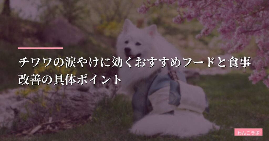 チワワの涙やけに効くおすすめフードと食事改善の具体ポイント【2026年版】