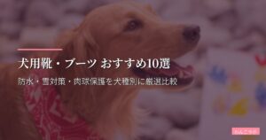 犬用靴・ブーツ おすすめ10選【2026年版】防水・雪対策・肉球保護を犬種別に厳選比較