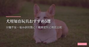 犬用知育玩具おすすめ5選【2026年版】分離不安・噛み癖対策に！難易度別に徹底比較
