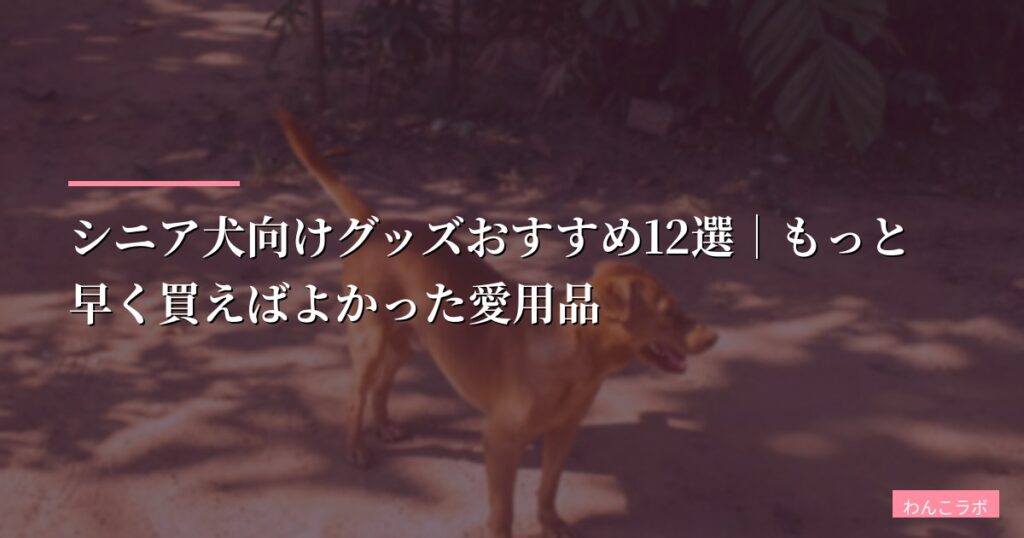 【15歳老犬と暮らす私が厳選】シニア犬向けグッズおすすめ12選｜もっと早く買えばよかった愛用品