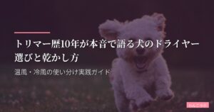 トリマー歴10年が本音で語る犬のドライヤー選びと乾かし方｜温風・冷風の使い分け実践ガイド