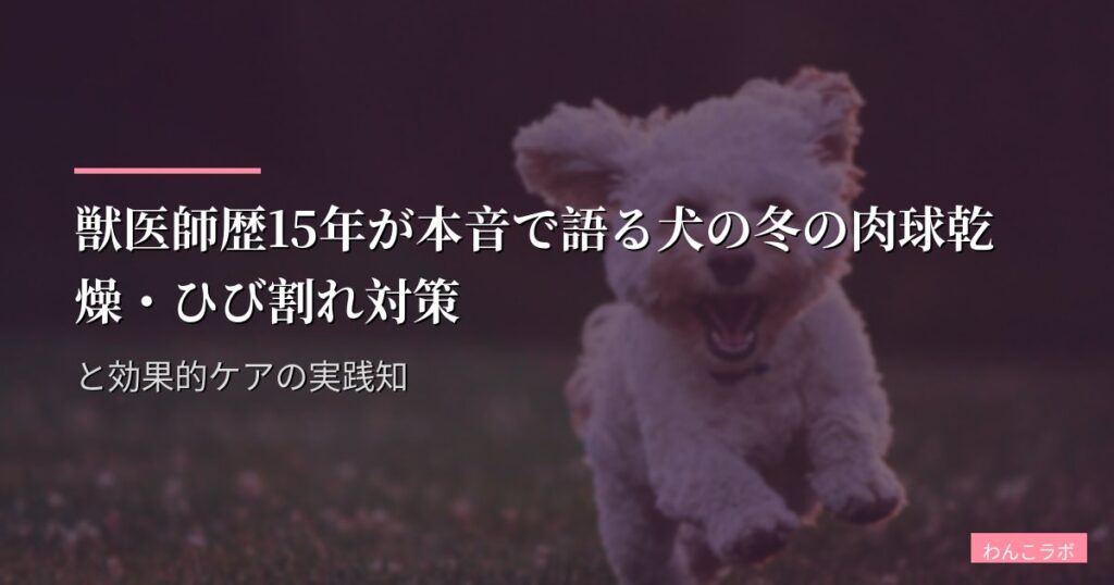 獣医師歴15年が本音で語る犬の冬の肉球乾燥・ひび割れ対策と効果的ケアの実践知