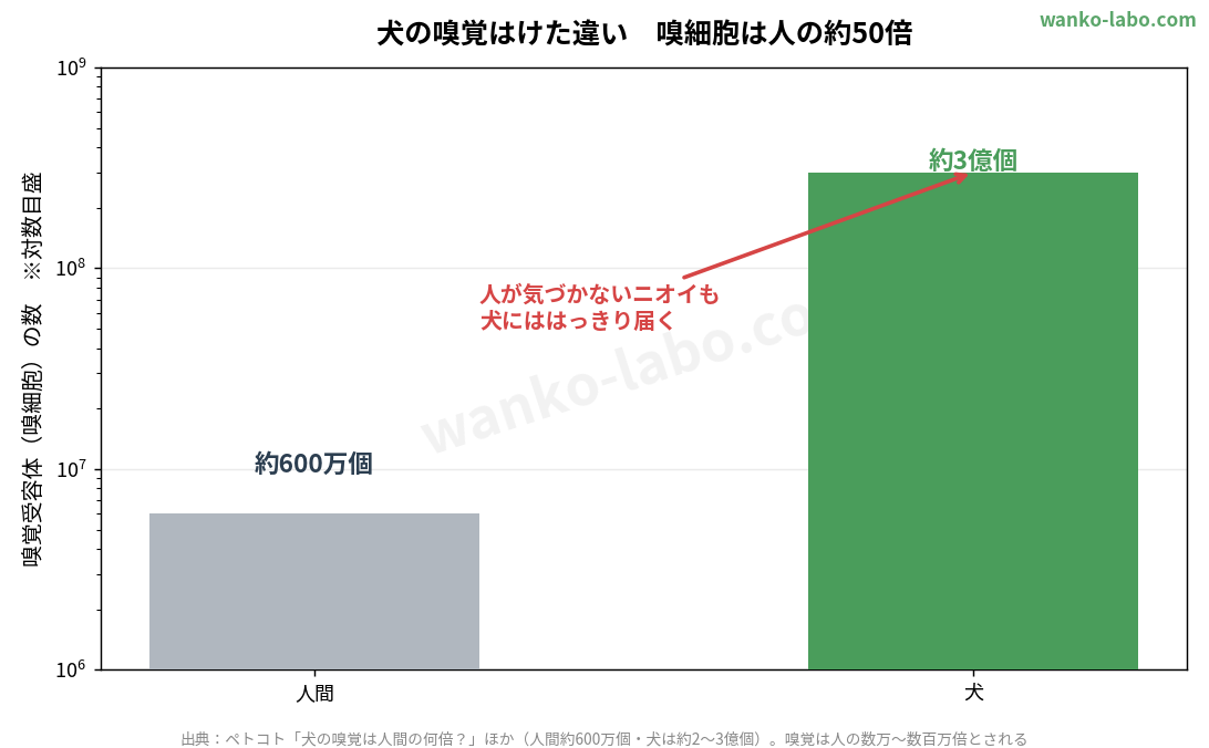 嗅覚受容体の数の比較。人間約600万個に対し犬は約3億個