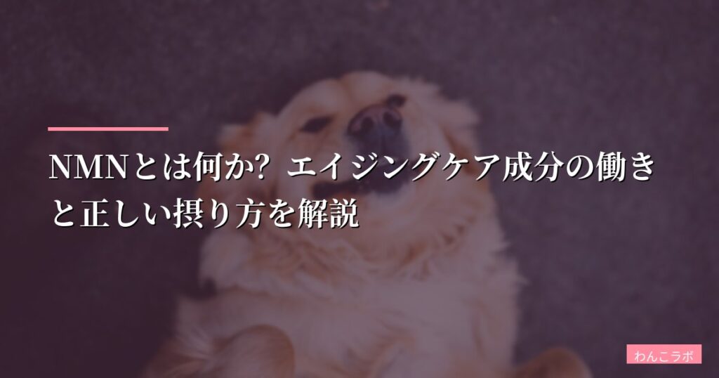 NMNとは何か？エイジングケア成分の働きと正しい摂り方を解説