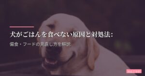 犬がごはんを食べない原因と対処法：偏食・フードの見直し方を解説
