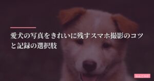 愛犬の写真をきれいに残すスマホ撮影のコツと記録の選択肢