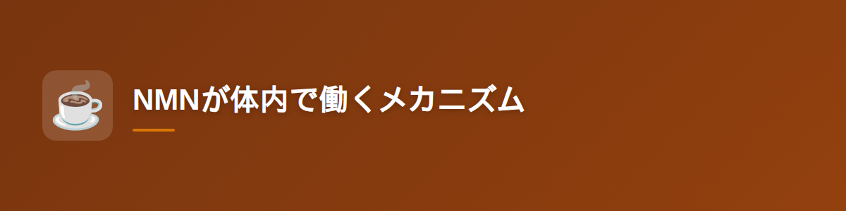 NMNが体内で働くメカニズム