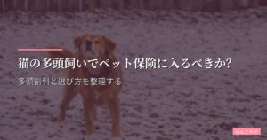 猫の多頭飼いでペット保険に入るべきか？多頭割引と選び方を整理する