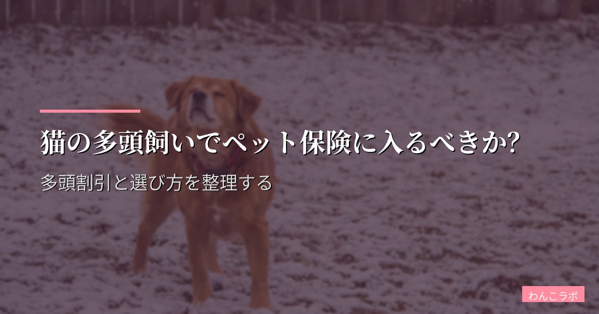 猫の多頭飼いでペット保険に入るべきか?多頭割引と選び方を整理する
