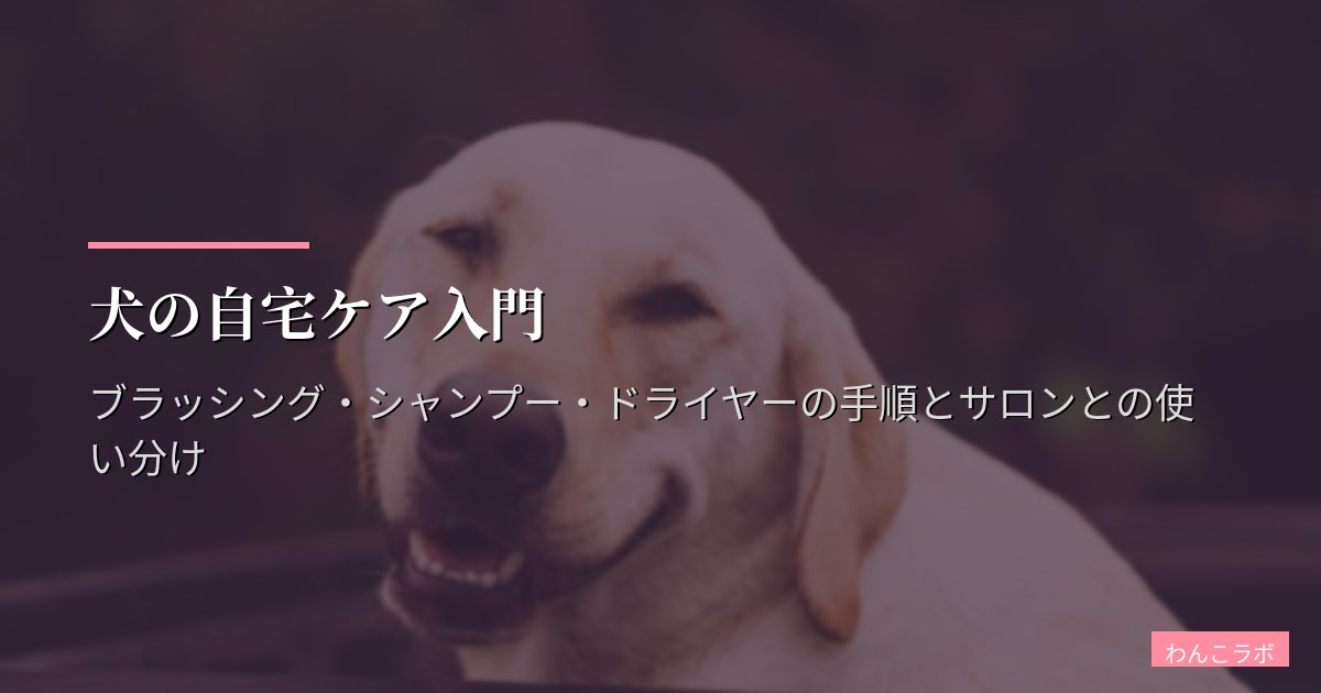 犬の自宅ケア入門|ブラッシング・シャンプー・ドライヤーの手順とサロンとの使い分け